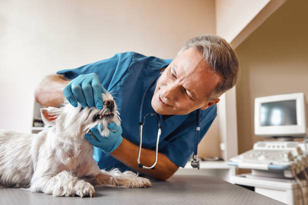 Best Urgent Dental Care for Toothache in Mason Neck, VA